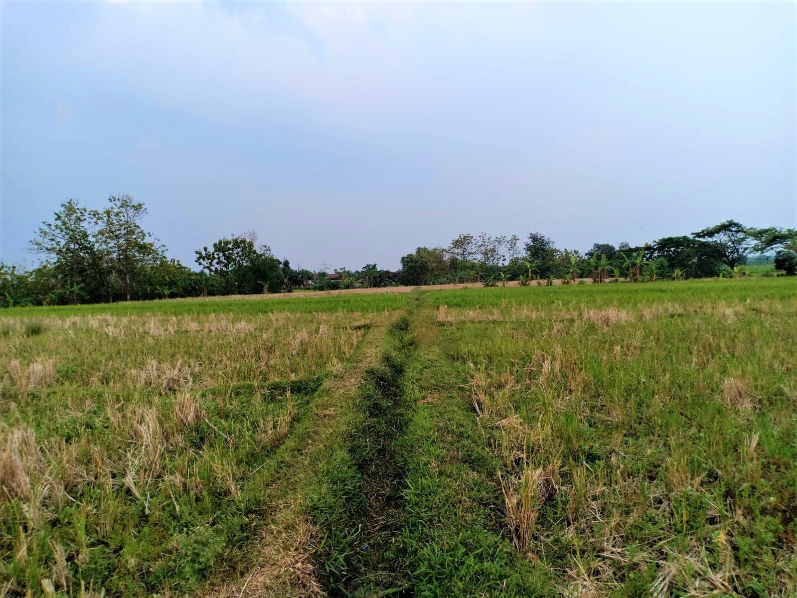 Sawah Produktif Kedawung Sragen - 3