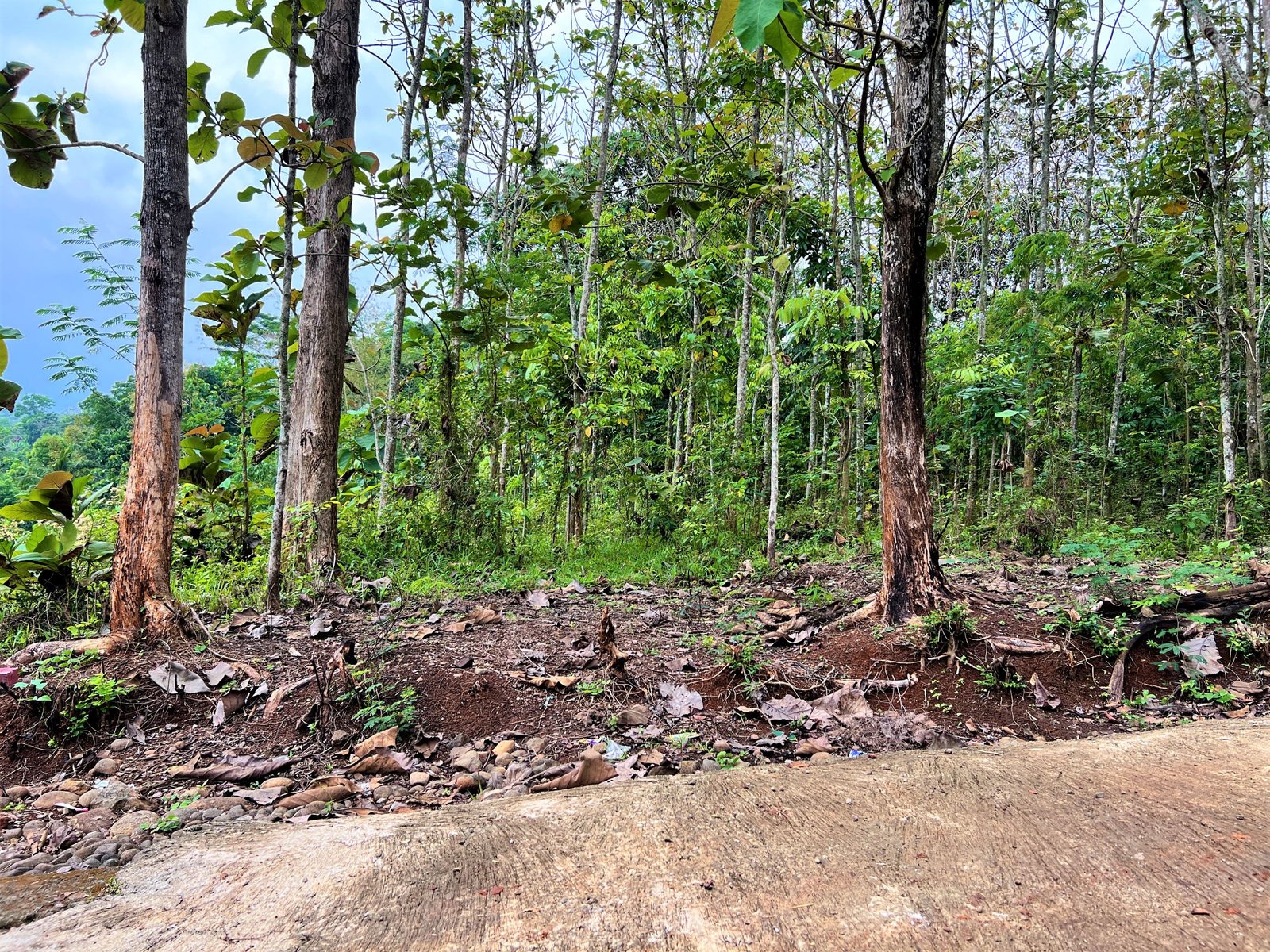 Tanah Kebun Jati Mojogedang Karanganyar - 2