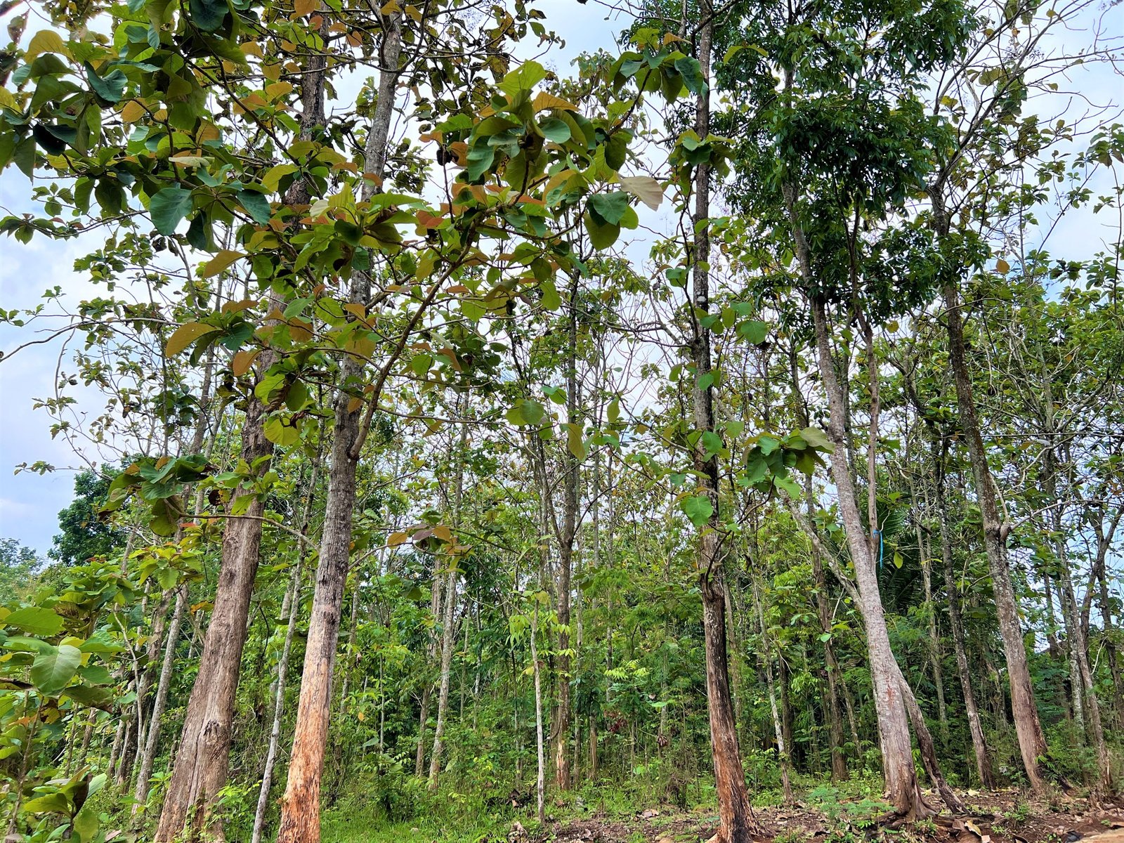 Tanah Kebun Jati Mojogedang Karanganyar - 4