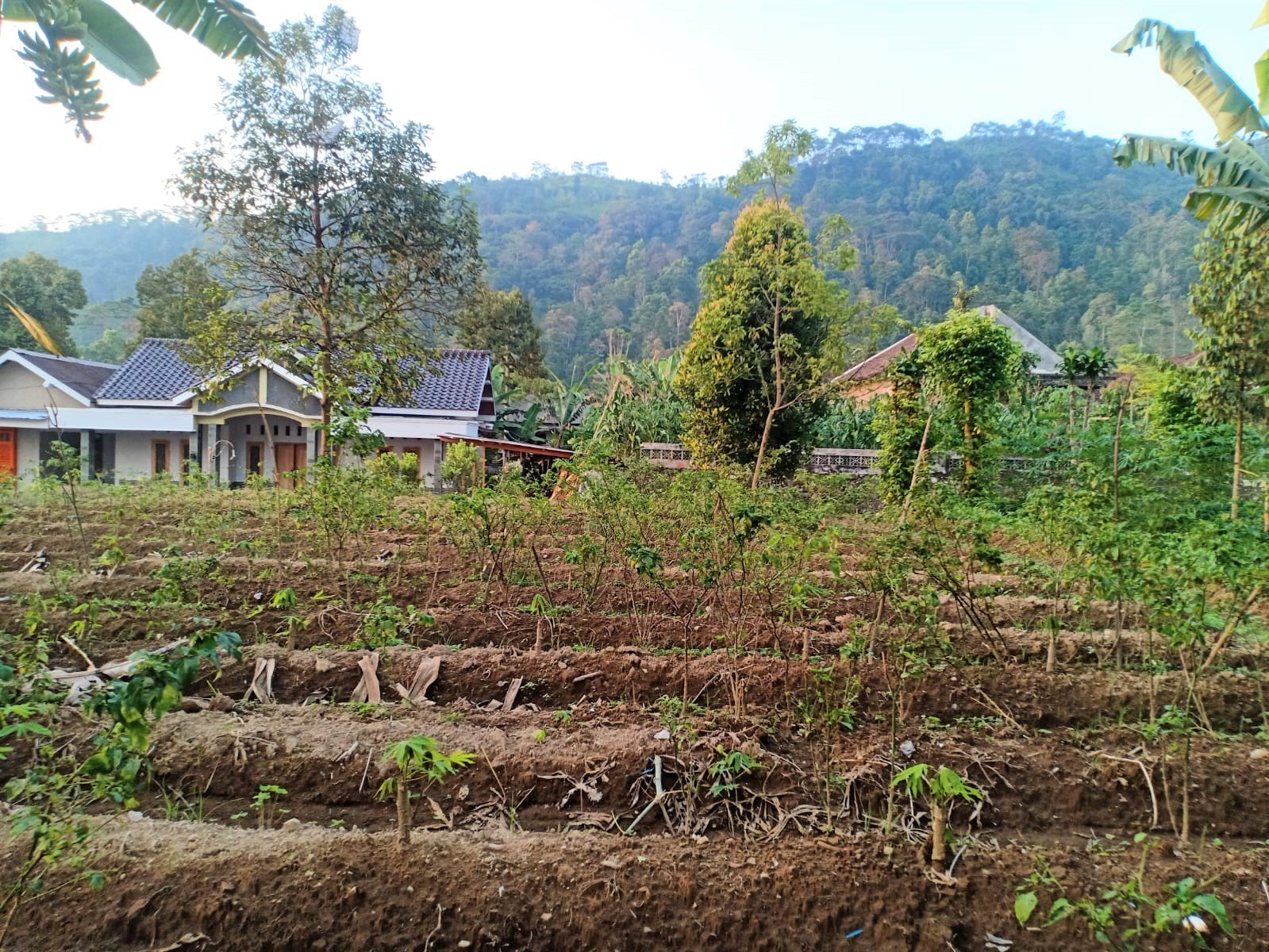 Tanah Kawasan Wisata Kemuning Ngargoyoso - 3
