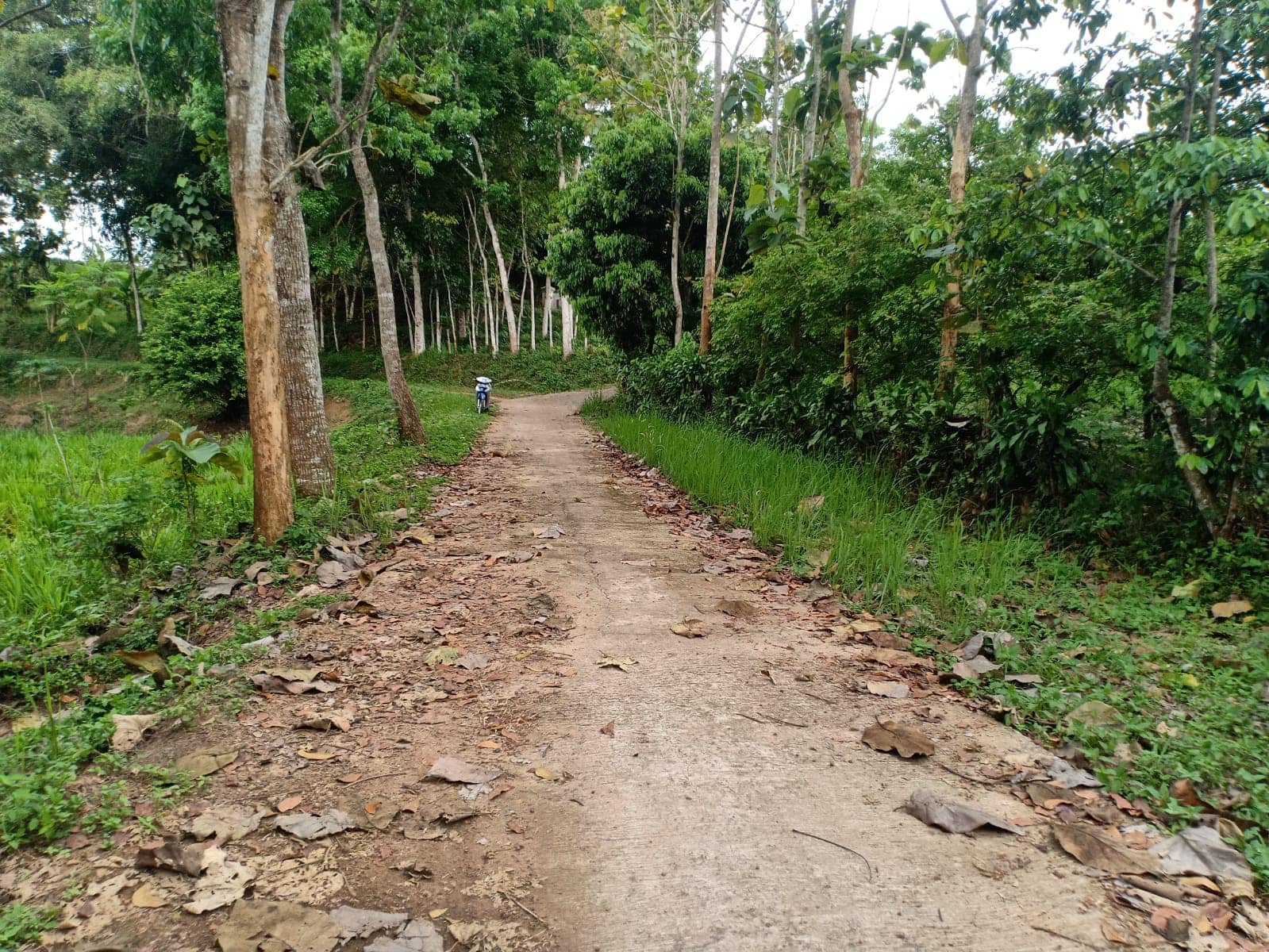 Sawah Produktif 1826m² 125Juta Kerjo Karanganyar - 3