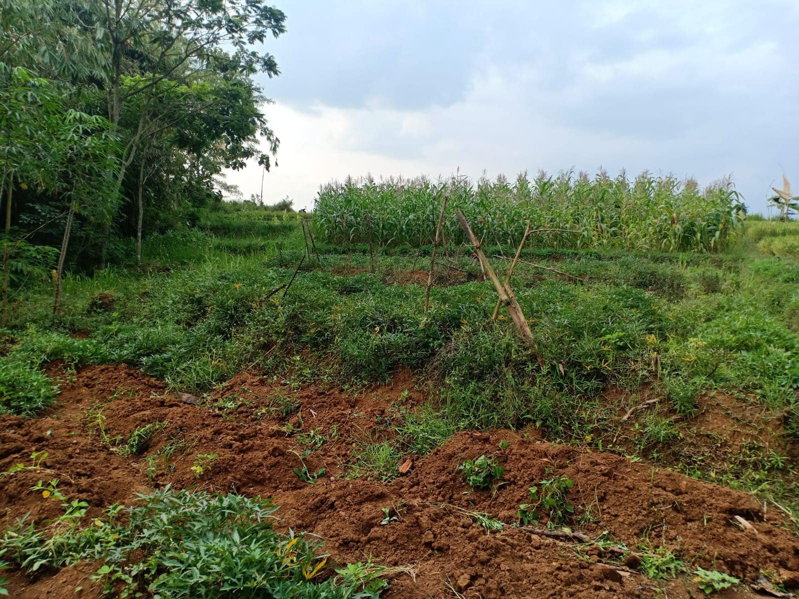 Sawah Produktif 1826m² 125Juta Kerjo Karanganyar - 4