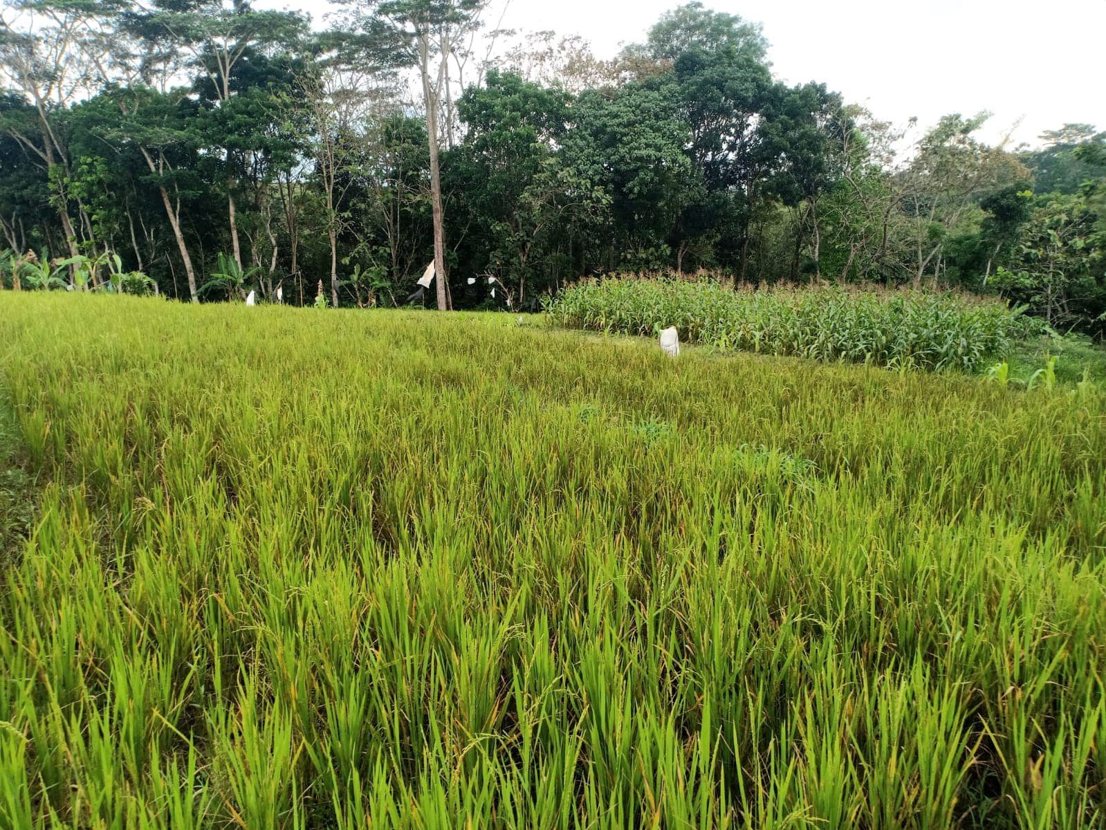 Sawah Produktif 1826m² 125Juta Kerjo Karanganyar - 2