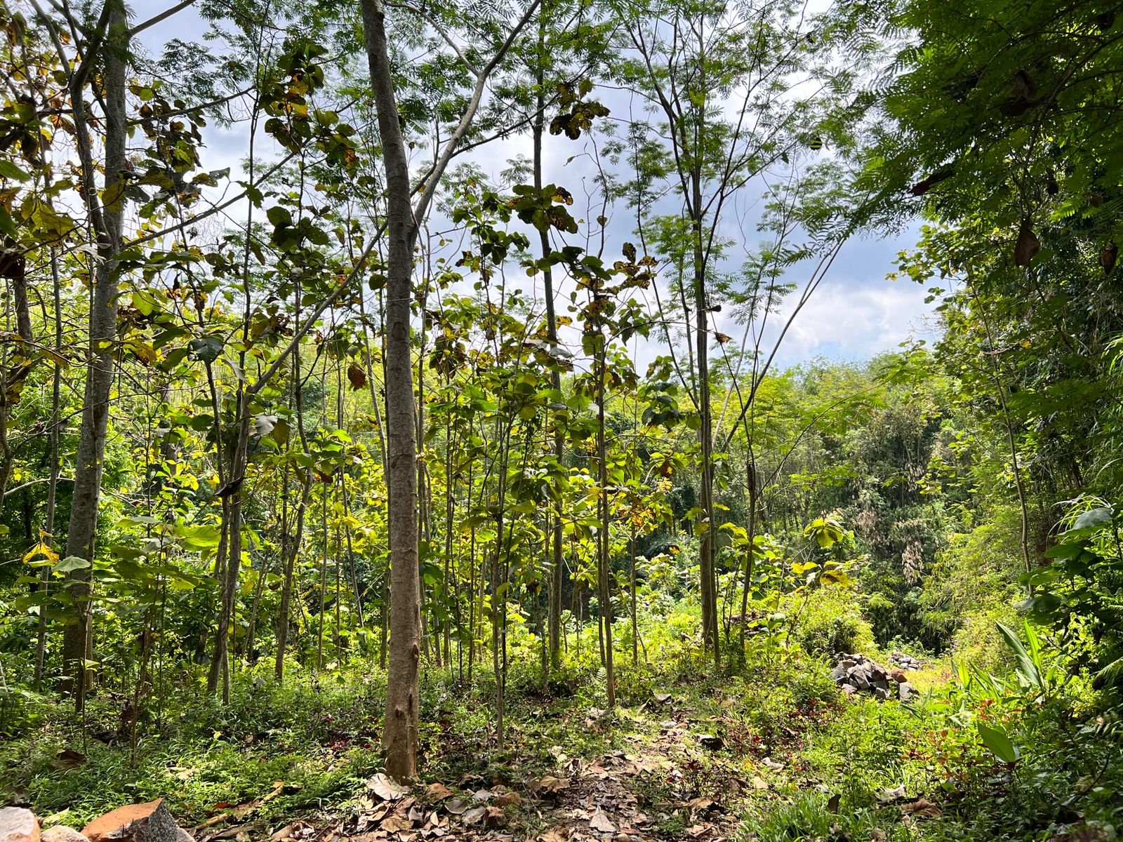 Tanah 1018m² Hanya 150 Juta Karanganyar - 4