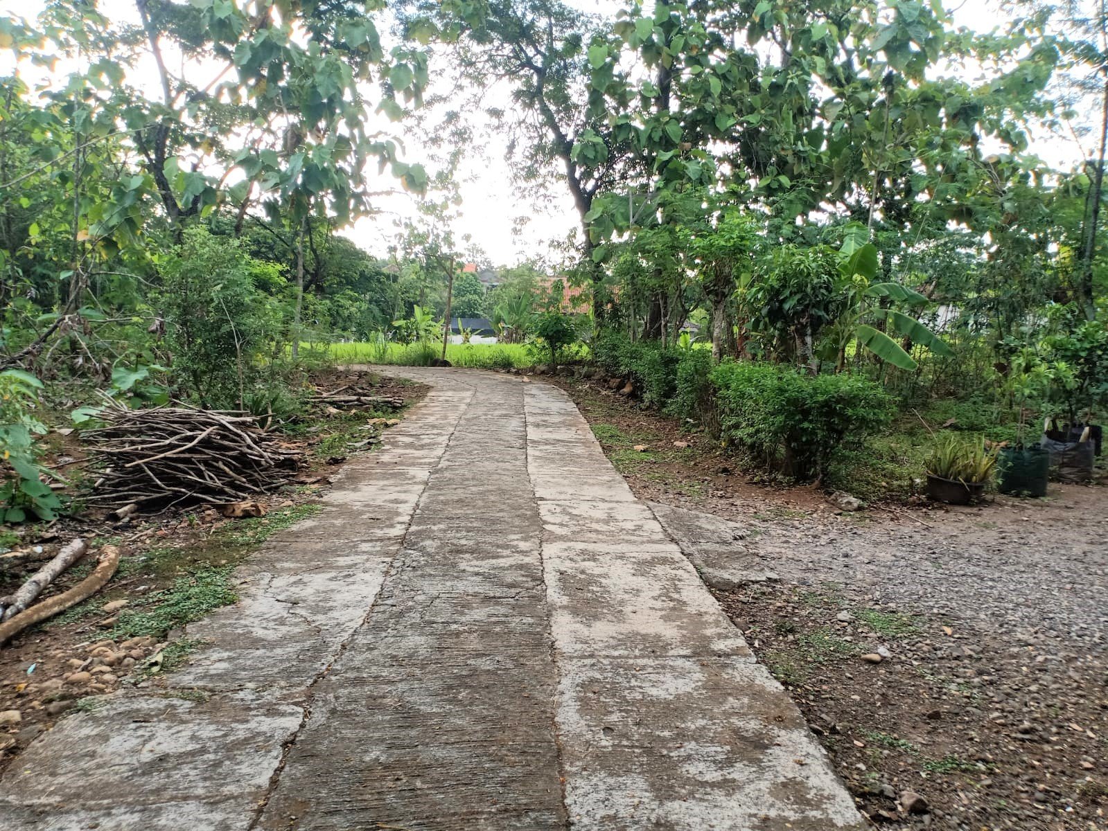 Tanah Datar 1337m² Hanya 200 Juta Sragen - 5