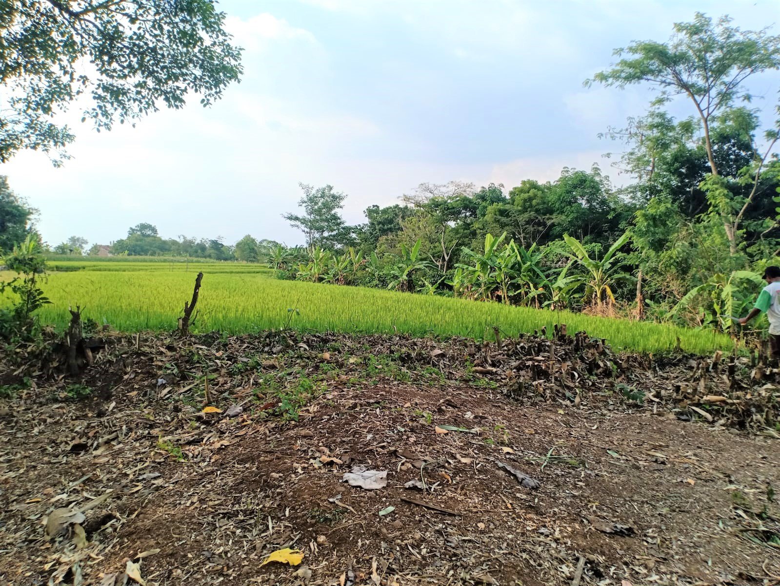 Tanah Datar 1337m² Hanya 200 Juta Sragen - 2