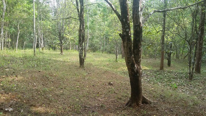 Tanah 1 Hektar Tepi Jl DPU Karangpandan Karanganyar - 4