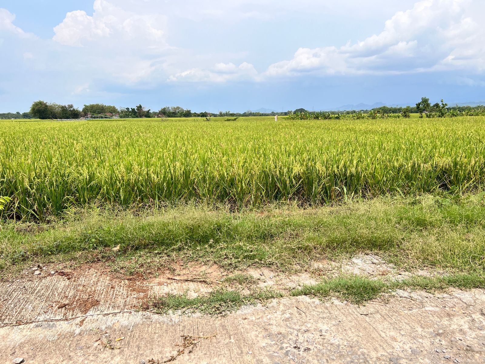 Tanah Datar View Sawah Karangmalang Sragen - 2