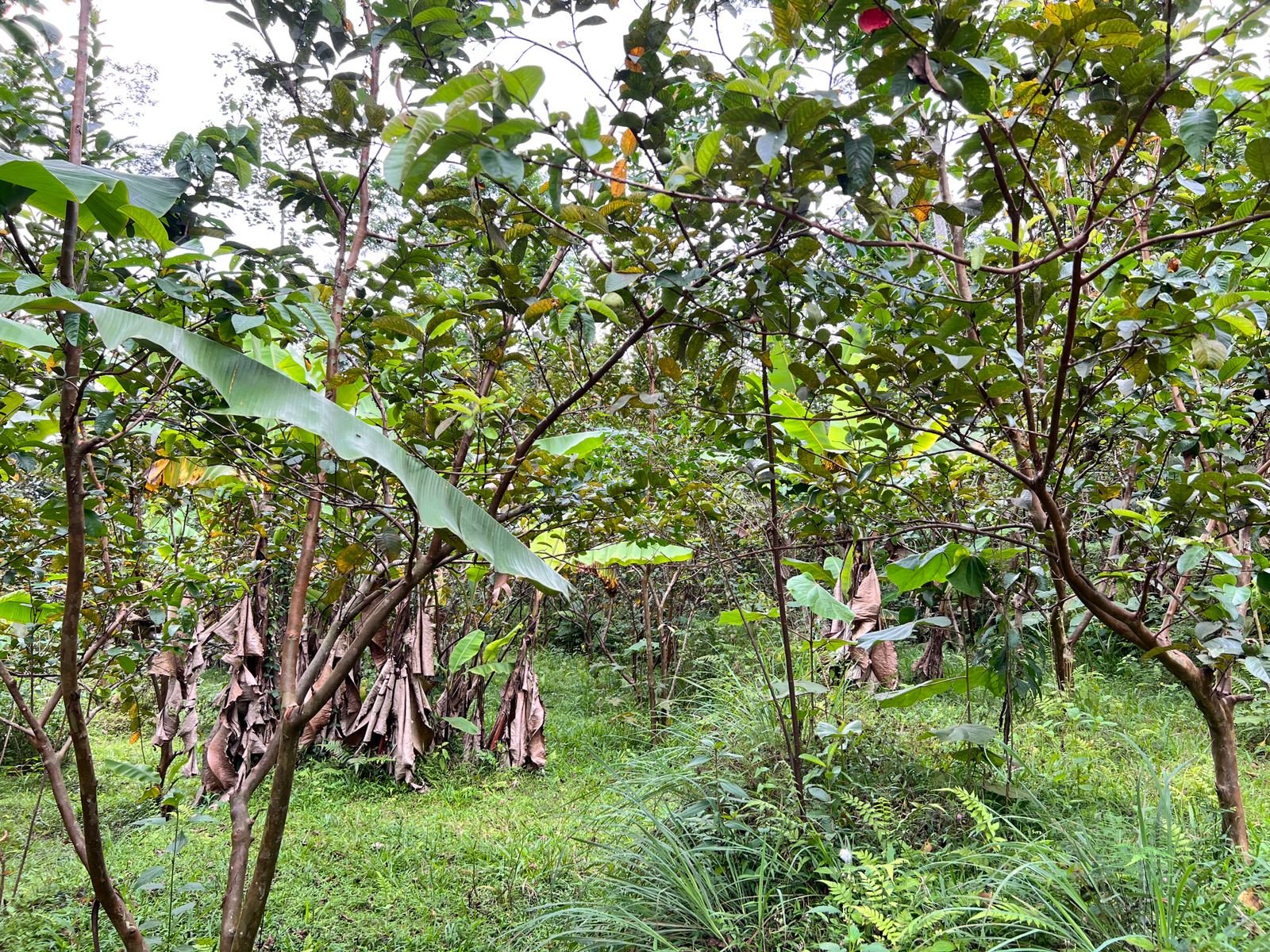Tanah Kebun Jambu Kemuning Karanganyar - 3