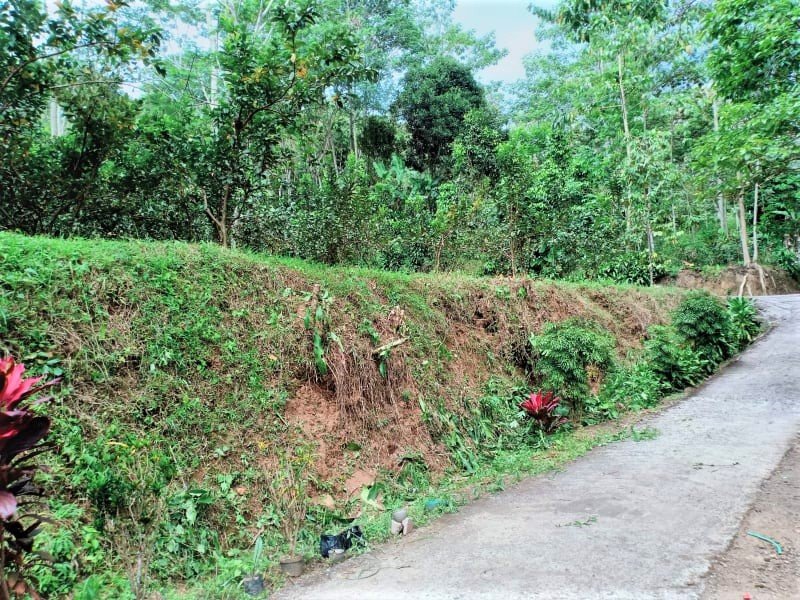 Tanah Kebun Jambu Kemuning Karanganyar - 2