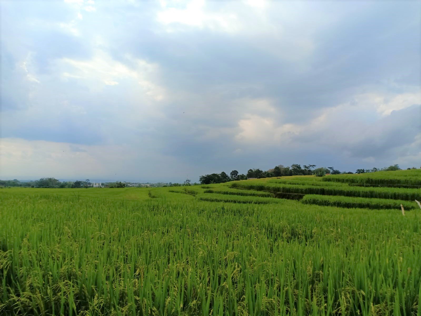 Tanah Pekarangan View Sawah Kerjo Karanganyar - 3