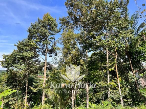 Tanah Kebun Durian Kemuning Karanganyar - 2