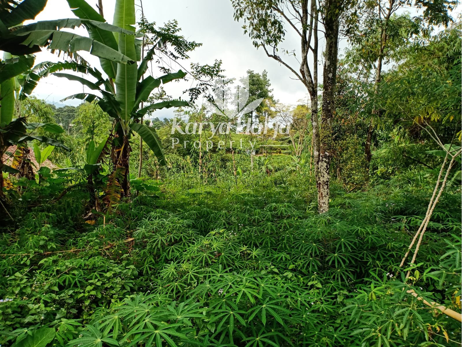 Tanah Cocok Dibangun Villa Kemuning Ngargoyoso - 2