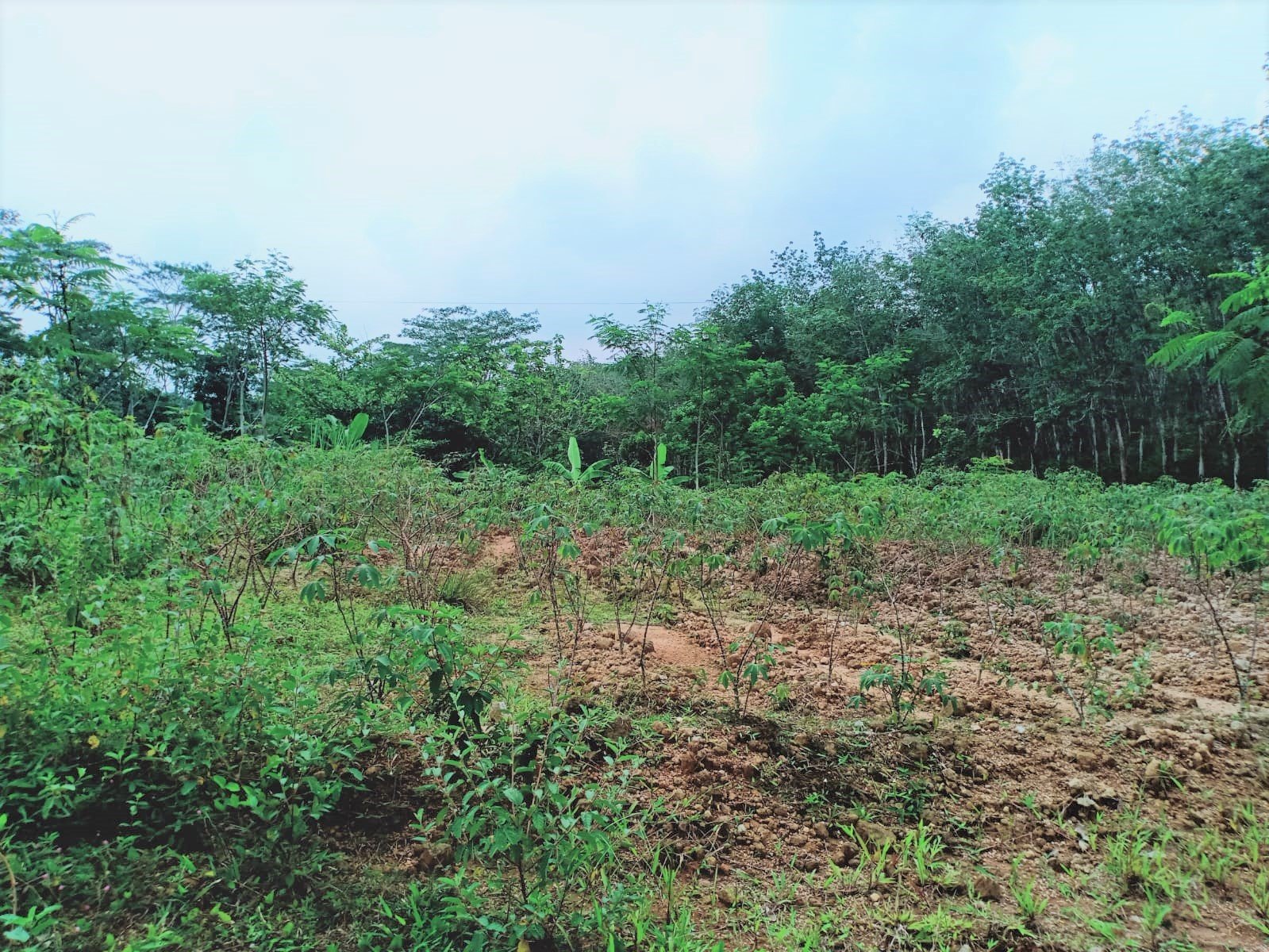 Tanah Dijual Cocok untuk Investasi Karangpandan - 8