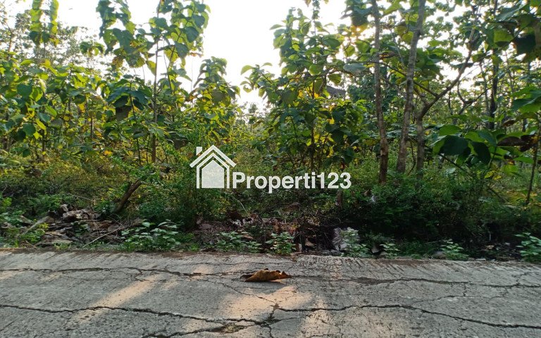 Tanah Kebun Jati 729m² 150 Juta negoo Sragen - 2