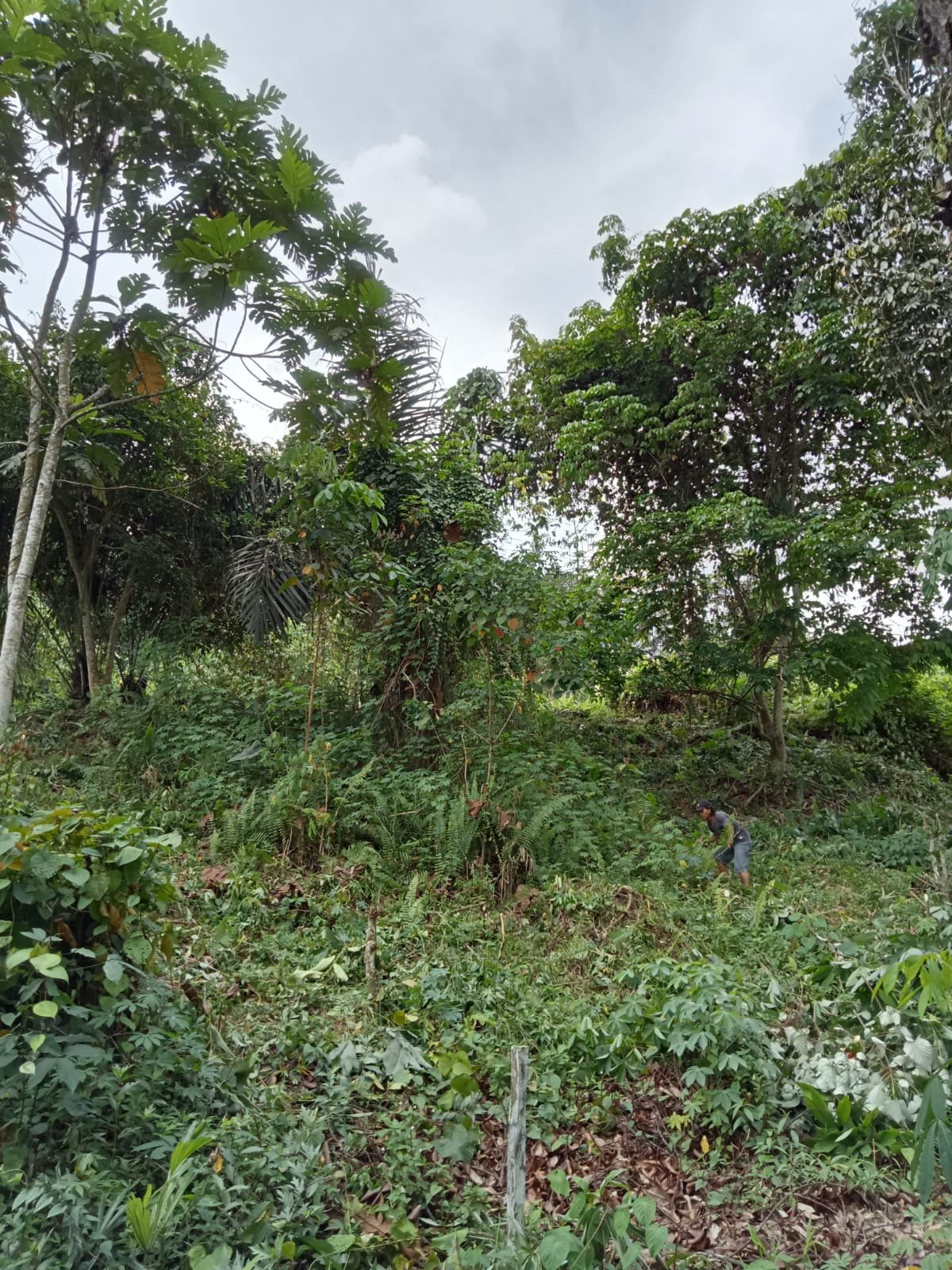 Tanah Murah Strategis Dan Siap Bangun Di Rapak Dalam Samarinda - 2