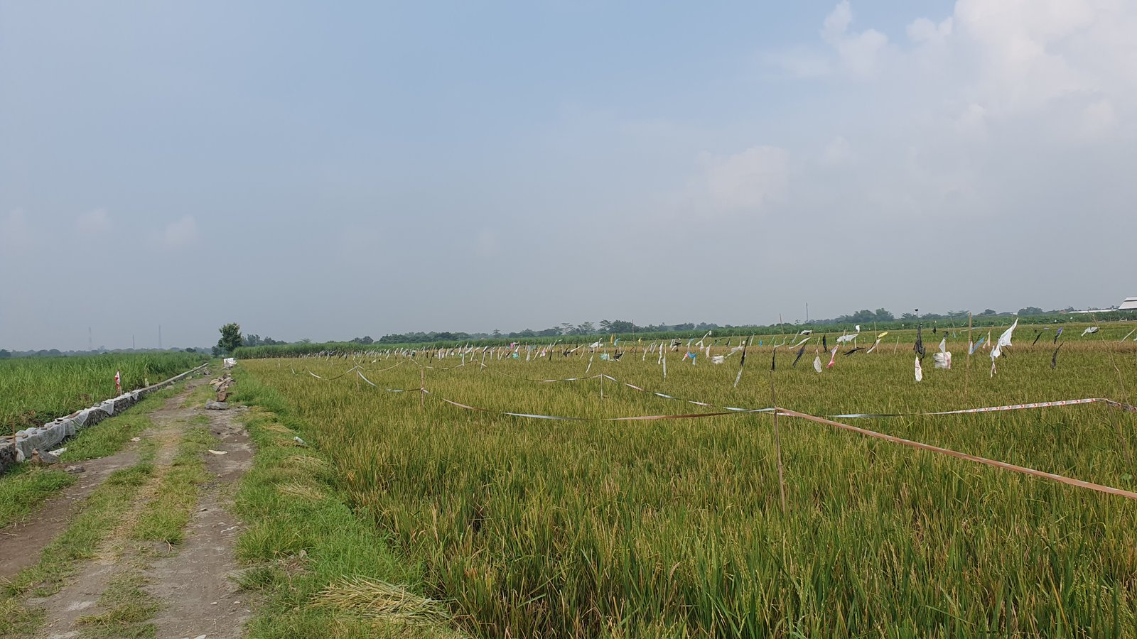 Tanah Murah dan Strategis!!! Wringinrejo, Sooko, Mojokerto - 4