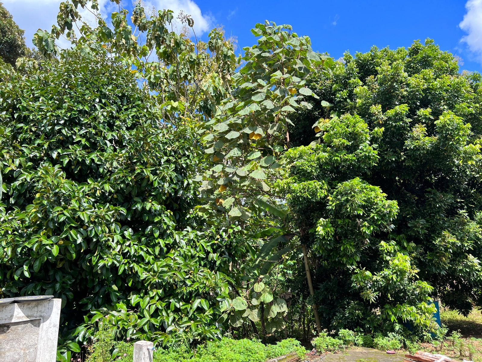 Tanah 234m² Bonus Kebun Buah Kerjo Karanganyar - 10