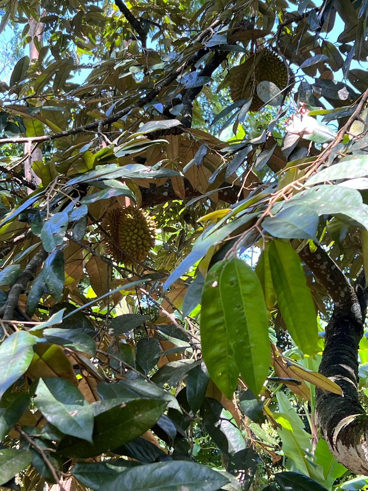 Dijual Kebun Durian Siap Panen Karanganyar - 10