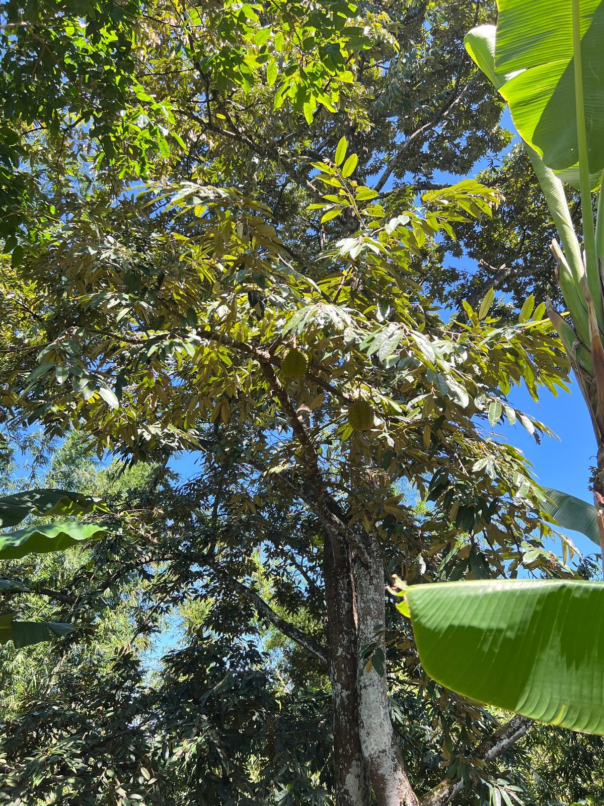 Dijual Kebun Durian Siap Panen Karanganyar - 12
