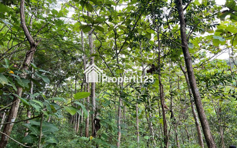 Dijual Kebun Jati 65 ribu permeter Kerjo Karanganyar - 2