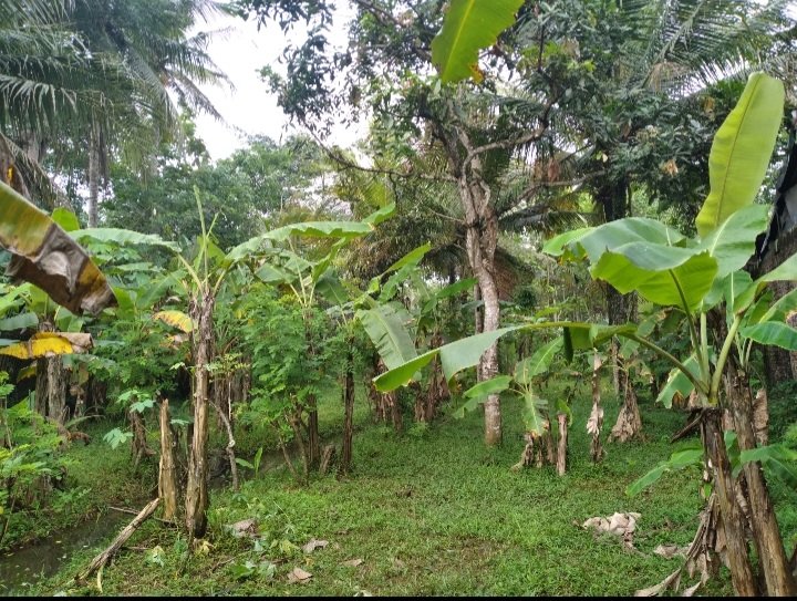 Dijual tanah pinggir jalan tanpa perantara - 7