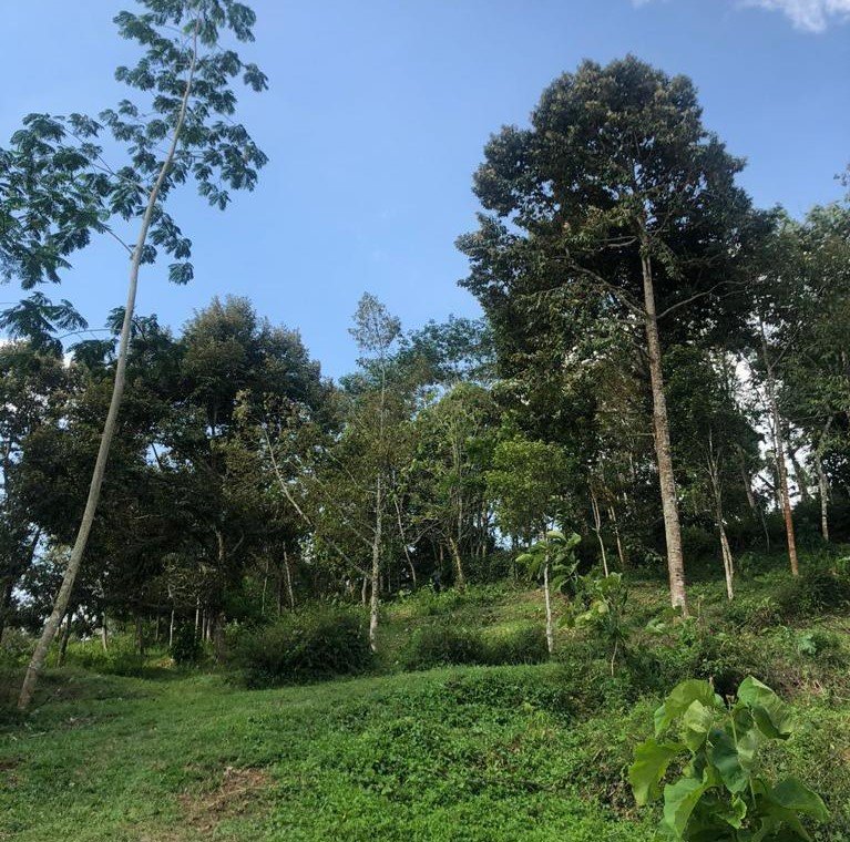 Dijual Kebun Durian 7800m2 Matesih Karanganyar - 2