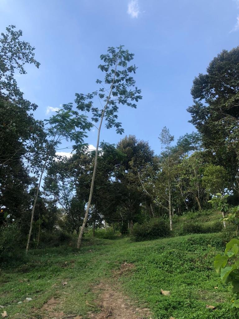 Dijual Kebun Durian 7800m2 Matesih Karanganyar - 10