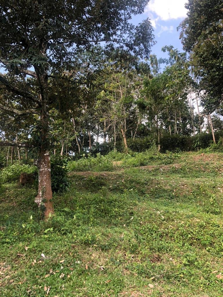 Dijual Kebun Durian 7800m2 Matesih Karanganyar - 8