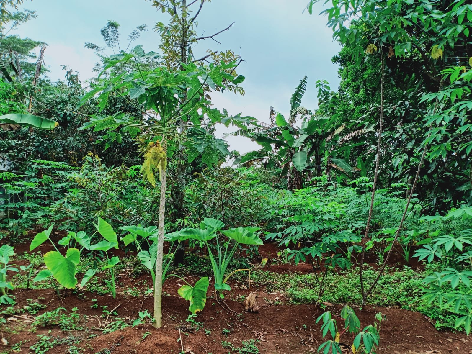 Kebun Durian Utara Pasar Mojogedang Karanganyar - 10
