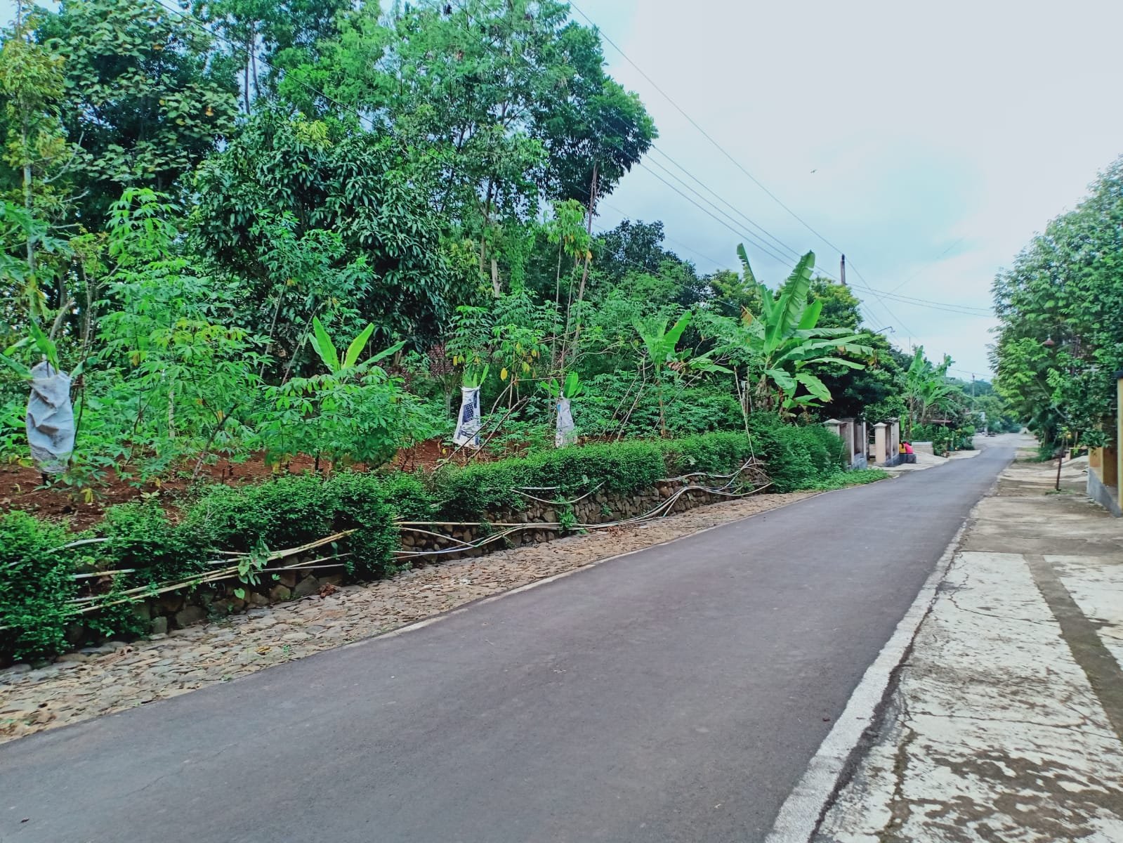 Kebun Durian Utara Pasar Mojogedang Karanganyar - 2