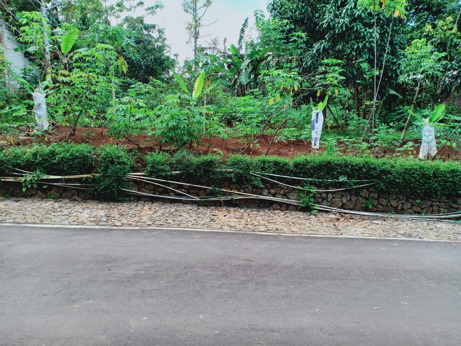 Kebun Durian Utara Pasar Mojogedang Karanganyar - 12