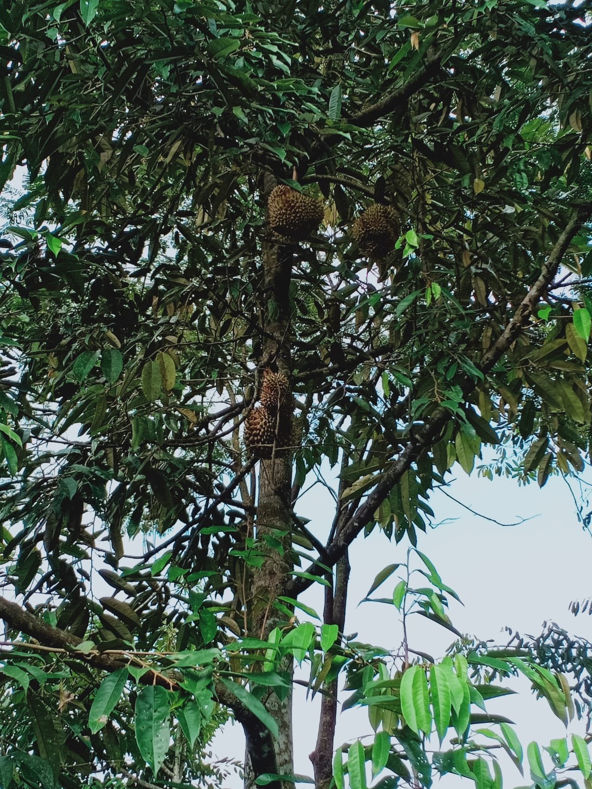 Kebun Durian Utara Pasar Mojogedang Karanganyar - 8