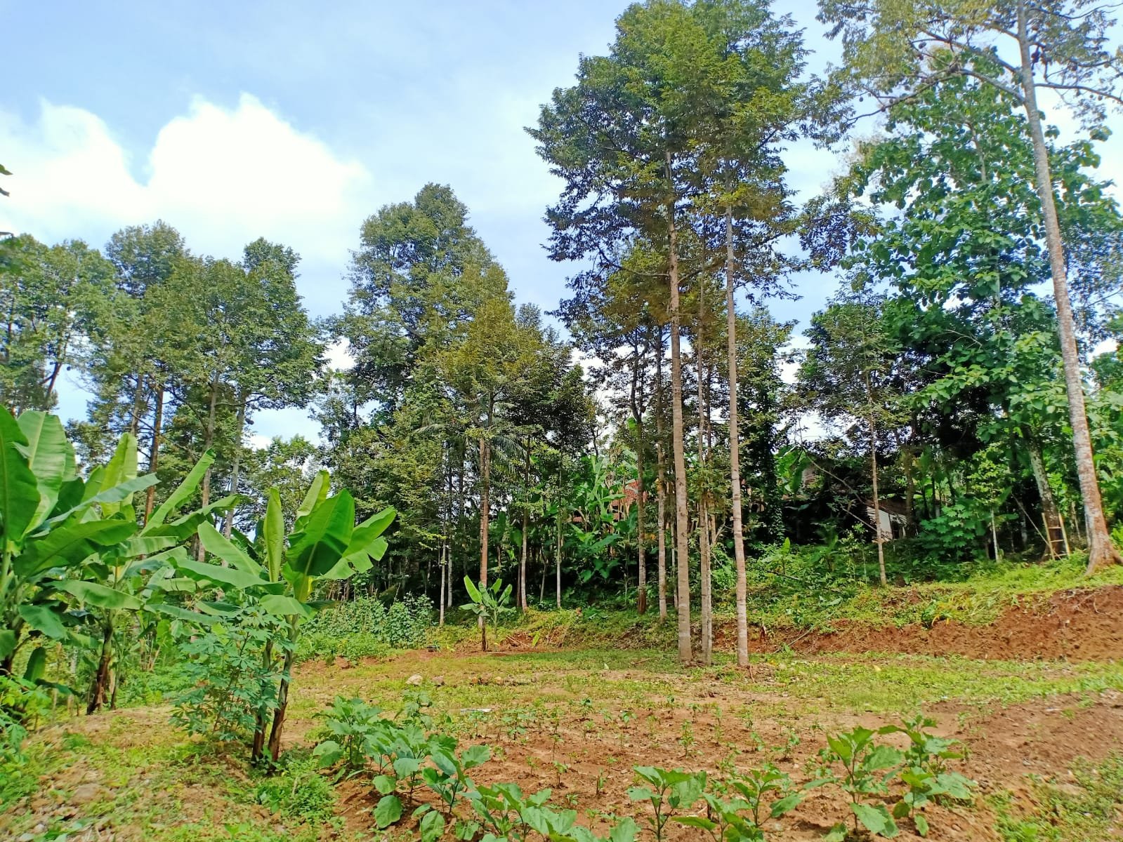 Tanah Kebun Durian & Sumber Mata Air Mojogedang Karanganyar - 10