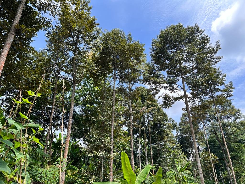 Tanah Kebun Durian & Sumber Mata Air Mojogedang Karanganyar - 16