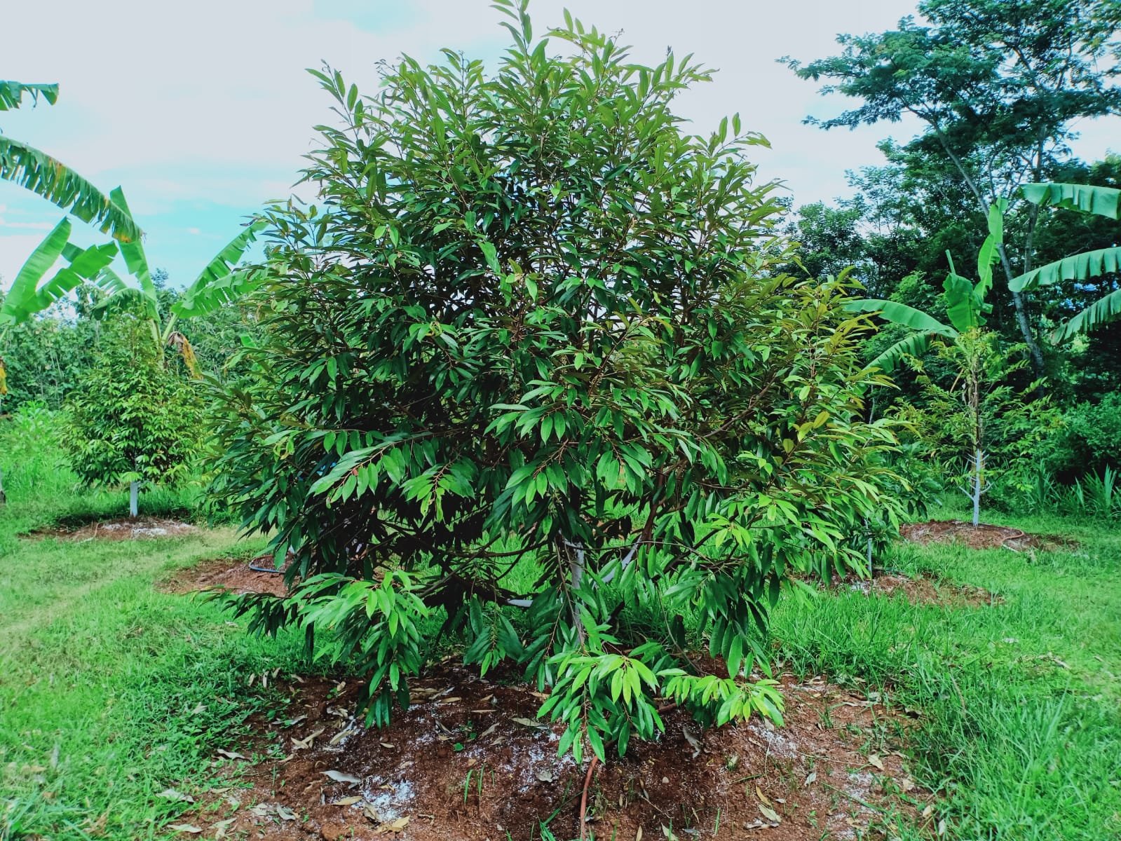 Dijual Tanah Kebun Durian Datar Karanganyar - 10