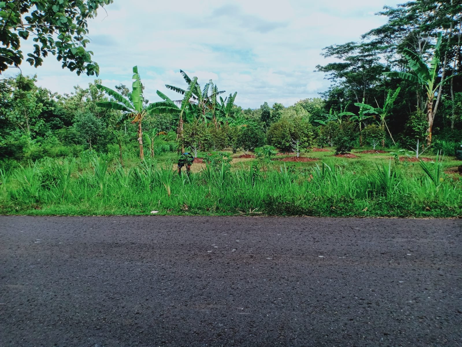 Dijual Tanah Kebun Durian Datar Karanganyar - 6