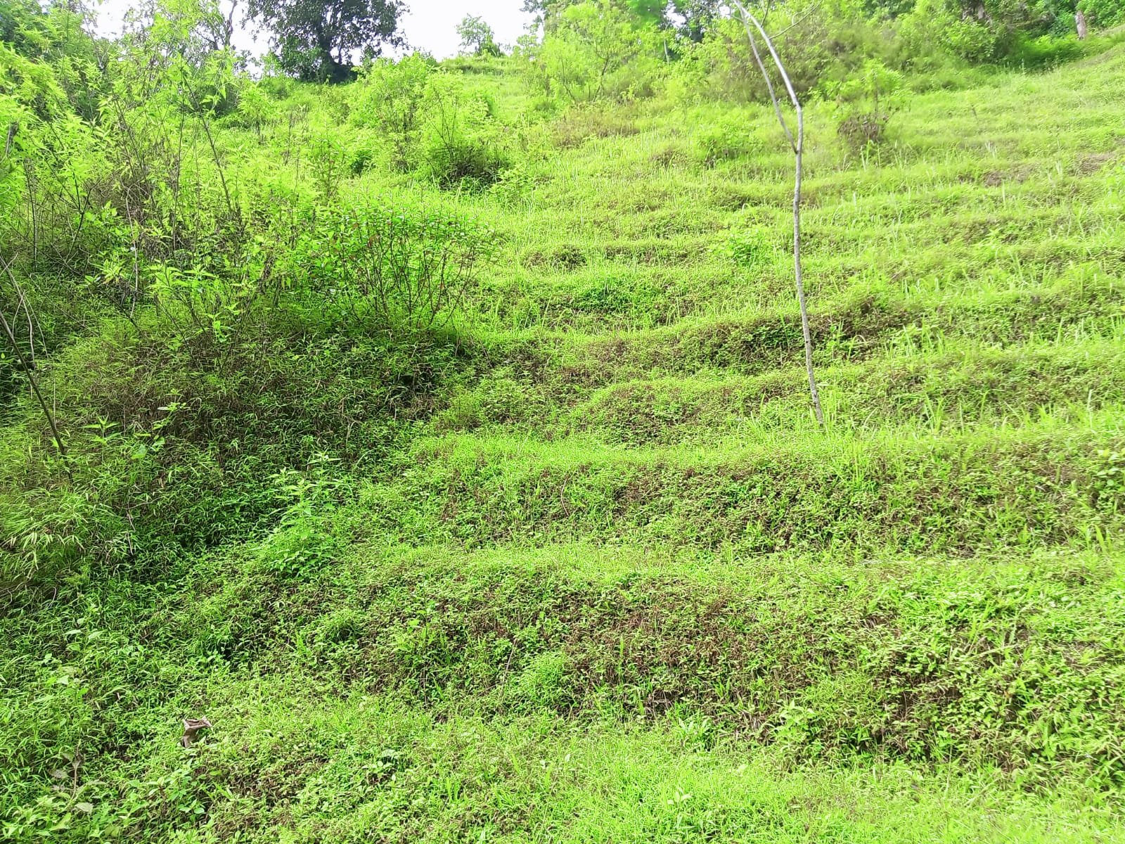 Jual Tanah Subur 48 ribu permeter Jenawi Karanganyar - 6