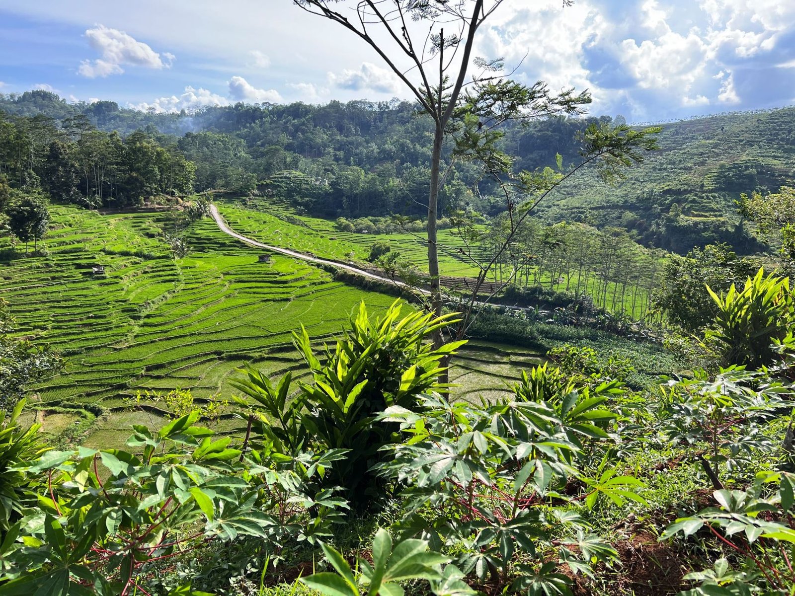 Tanah 2 Hektar Cocok untuk Kebun Buah/Ponpes Karanganyar - 10