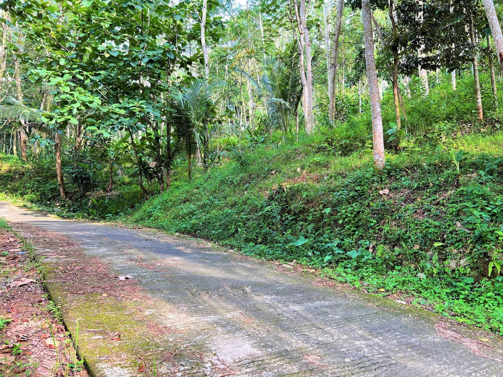 Tanah 2 Hektar Cocok untuk Kebun Buah/Ponpes Karanganyar - 6