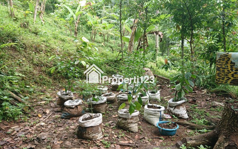 Tanah Dijual Dengan Pemandangan Kota di Atas Bukit Cocok Dijadikan Vila dan Bercocok Tanam - 1