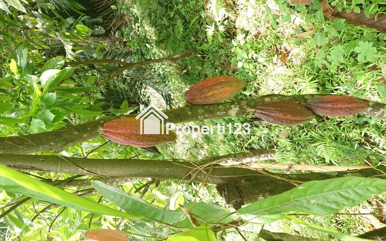 Tanah Dijual Dengan Pemandangan Kota di Atas Bukit Cocok Dijadikan Vila dan Bercocok Tanam - 3