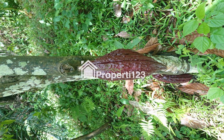 Tanah Dijual Dengan Pemandangan Kota di Atas Bukit Cocok Dijadikan Vila dan Bercocok Tanam - 4