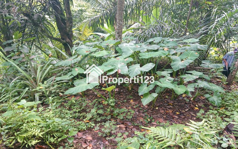 Tanah Dijual Dengan Pemandangan Kota di Atas Bukit Cocok Dijadikan Vila dan Bercocok Tanam - 5