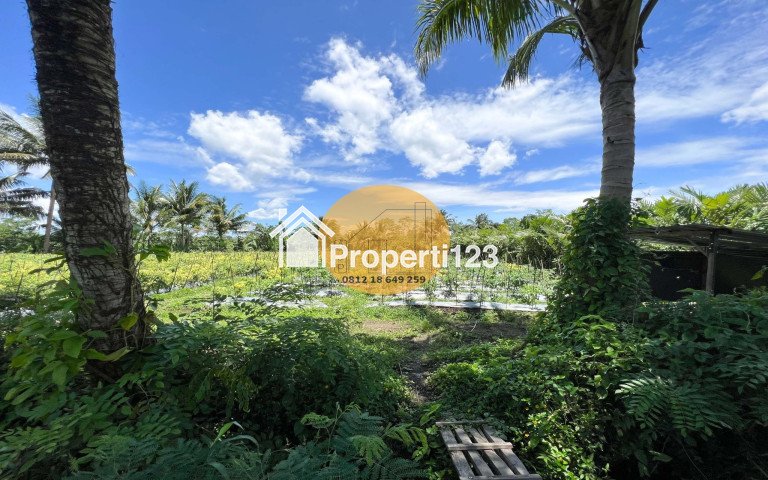 Tanah Turi Dekat Kota Akses Jalan Aspal - 3