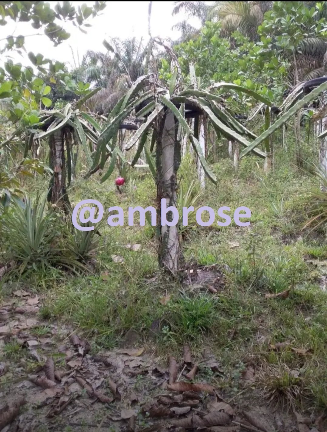 JUAL TANAH PEKARANGAN BELAKANG PERUMAHAN GURU CENDANA, RUMBAI,, PEKANBARU - 13