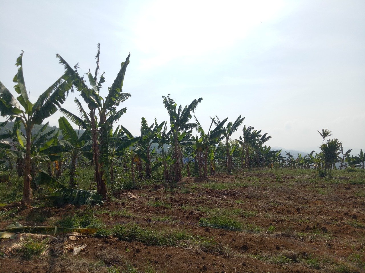 Jual Tanah di Puncak Kota Bunga - 13