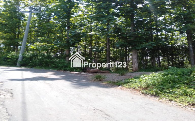 Dijual Cepat Kebun Jati 800 Pohon 7 486 M – Sukabumi - 4