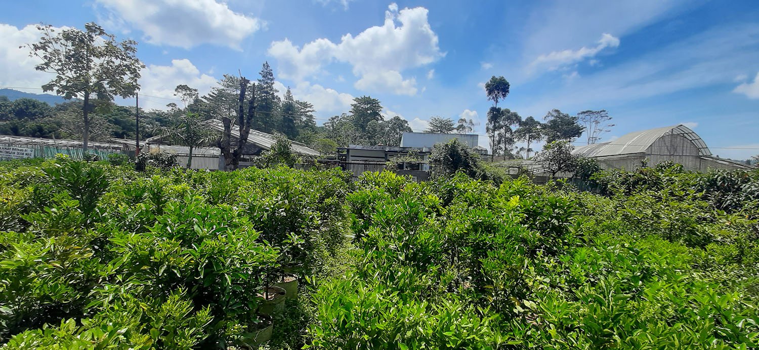 TANAH KAVLING STRAWBERRY SAYAP SERSAN BAJURI BANDUNG - 10