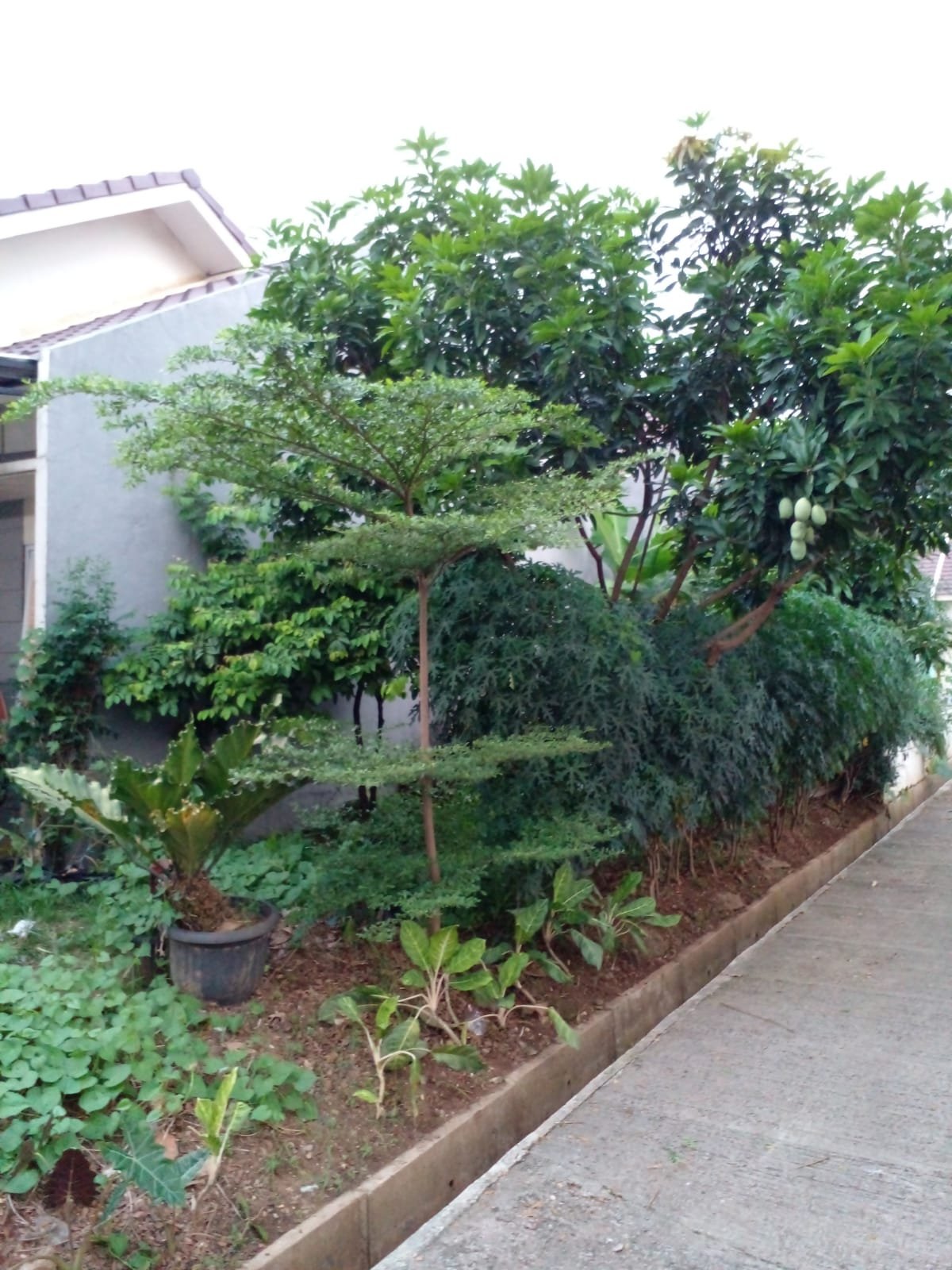 Rumah Over kredit / Cash - 15